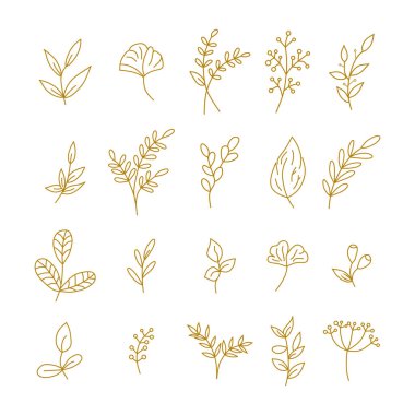 El çizimi botanik elementler vektörü