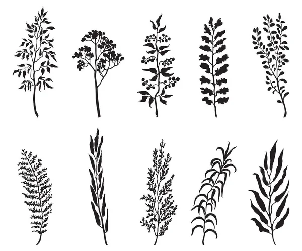 Set Herbs Plants Vector Illustration Editable — Stock vektor