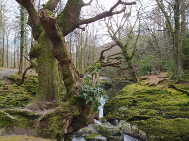 Newcastle, Tolleymore Orman Parkı, Kuzey İrlanda, Mourne Dağları