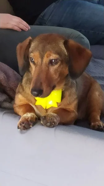 Σκύλος Κίτρινο Τόξο — Φωτογραφία Αρχείου