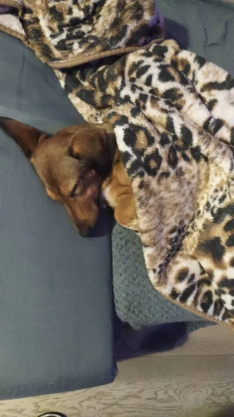 狗睡在毯子下 — 图库照片