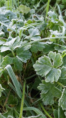 Donmuş bitkiler, Kuzey İrlanda.