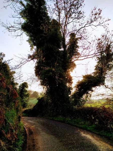 Деревья Охраняющие Дорогу Северной Ирландии — стоковое фото