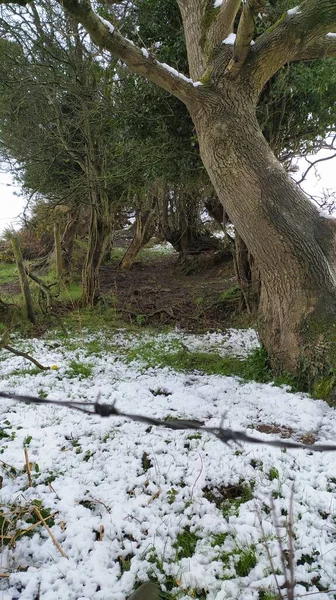 Bellissimo Sentiero Bush Irlanda Del Nord — Foto Stock