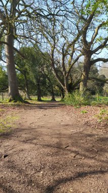 Kuzey İrlanda, Moy 'daki Argory. Güzel vahşi orman yürüyüşü.