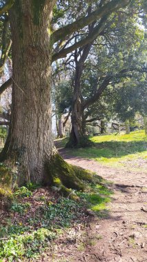 Kuzey İrlanda 'da vahşi orman yürüyüşü..