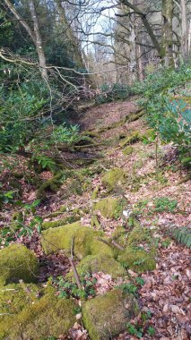 Argory Orman Parkı. Ormandaki patika. Kuzey İrlanda.