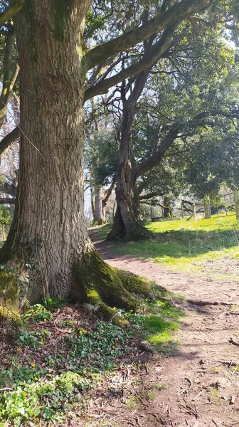 Kuzey İrlanda 'da vahşi orman yürüyüşü..