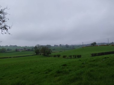 Gölet, Parkanur Orman Parkı, Kuzey İrlanda.