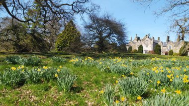 The Parkanur Manor House and daffodils