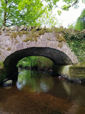 The Beidge, Parkanur Orman Parkı, Kuzey İrlanda.