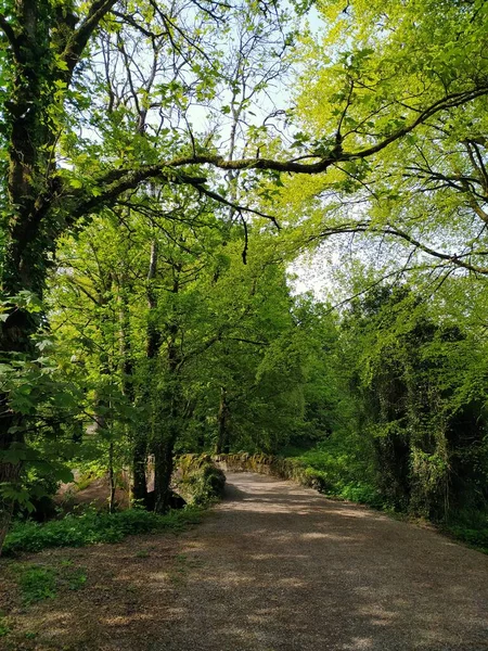 Forest Trail Parkanur Forest Park Northern Ireland — Stockfoto