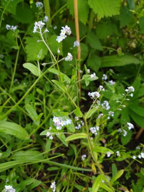 Beni unutma, mavi çiçekler, bahçe, bahar, bahar çiçekleri, Kuzey İrlanda,