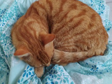 Kızıl kedi, uyuyan kedi, kedi, fotoğraflar, kedi severler.