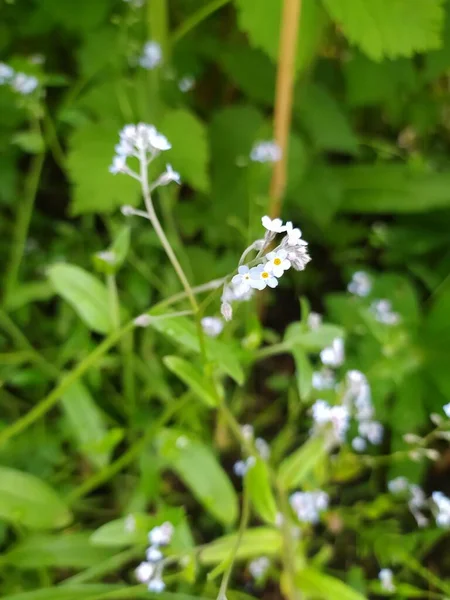 Oubliez Pas Fleurs Fleurs Printemps Fleurs Bleues Irlande Nord — Photo