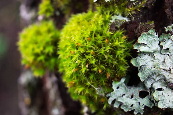 Fluffy Green Moss Cobwebs Tree Bark Gray Lichen Closeup — Stock Photo, Image