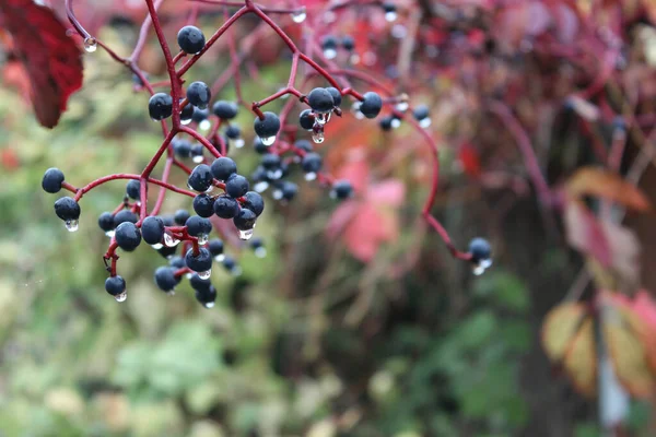 Raisin Sauvage Tordu Avec Petites Baies Des Feuilles Rouges Après — Photo