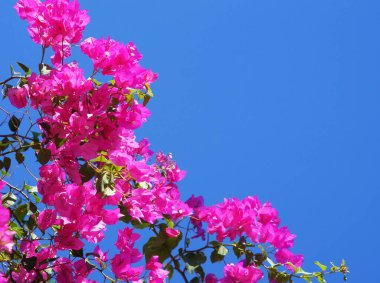 Mavi gökyüzü arkaplanındaki pembe bougainvillea Boşluğu kopyala
