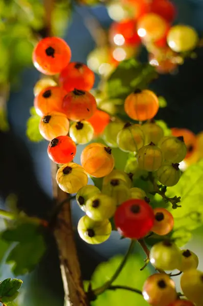 Redcurrant ripening in summer garden under day sunlight, close up. Healthy organic vegan food and lifestyle concept — Stock Photo, Image