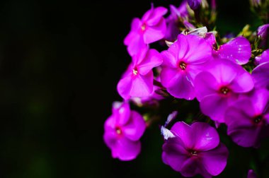 Siyah arka planda pembe feniks çiçekleri. Kapatın. Model yap, kopyala uzayı. Bahçe konseptinde büyüyen çiçekler