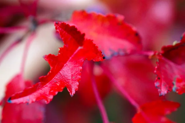 Red scarlet oak Quercus coccinea leaves in autumn. Closeup — Stock Photo, Image