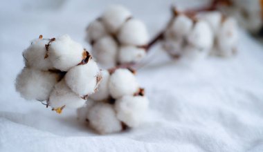 Beyaz doğal arka planda beyaz pamuk çiçeği. Model yap, boşluğu kopyala.