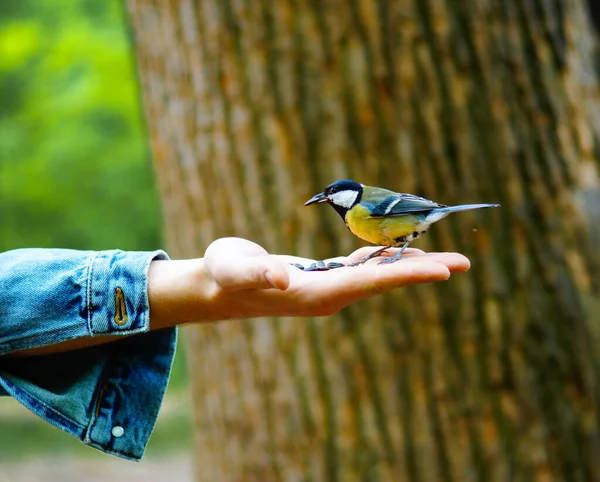 人間の手から種を食べるトミネズミの鳥 公園で鳥に餌をやる 自然と生態学の概念を守る 高品質の写真 — ストック写真