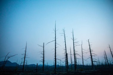 Tolbachik yanardağında orman gündoğumu