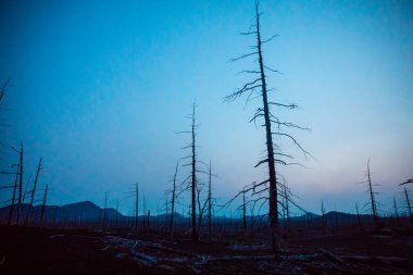 Tolbachik yanardağında orman gündoğumu