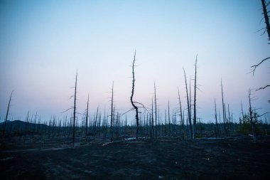 Tolbachik yanardağında orman gündoğumu