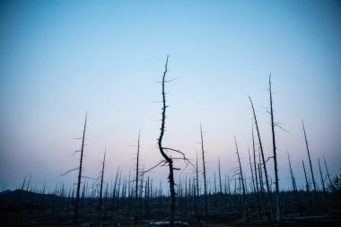 Tolbachik yanardağında orman gündoğumu