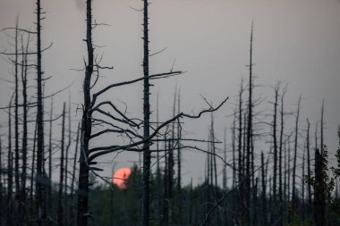Tolbachik yanardağında orman gündoğumu