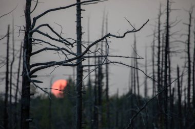Tolbachik yanardağında orman gündoğumu