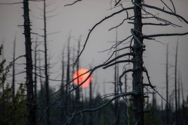 Tolbachik yanardağında orman gündoğumu