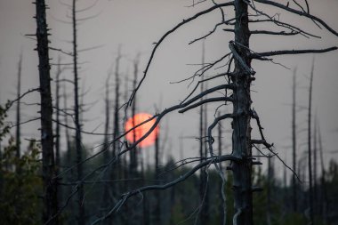 Tolbachik yanardağında orman gündoğumu