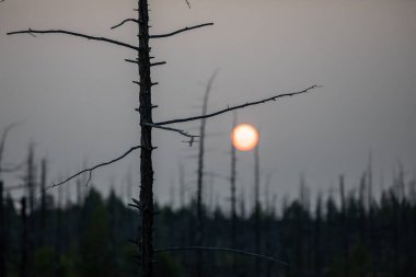 Tolbachik yanardağında orman gündoğumu