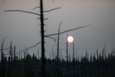 Tolbachik yanardağında orman gündoğumu