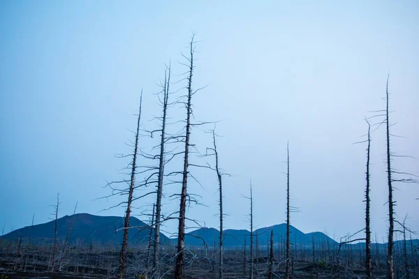 トルバック火山の森の日の出 — ストック写真