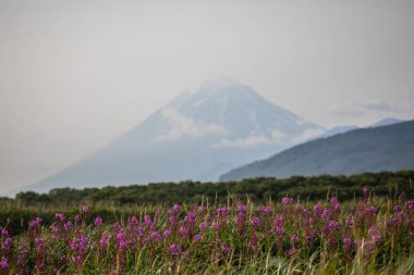 Gorely volkanı vadisinde çiçekler