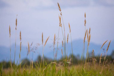 Kamçatka ormanında sis var.