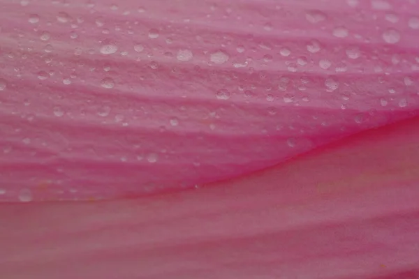 Textura Rosa Tomado Los Pétalos Una Flor Loto Para Hacer —  Fotos de Stock