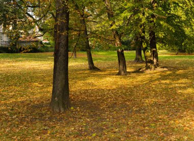 Parktaki çimlerde büyüyen ağaçlar Sonbaharda Falli 'nin arasında