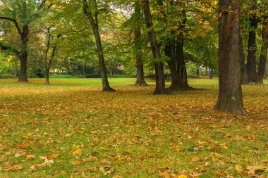 Şehir parkı sarı sonbahar yapraklarıyla dolu.