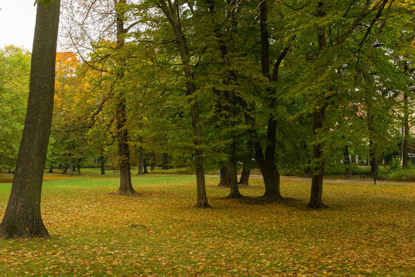Lot of trees growing in the grass in the park in autumn among th