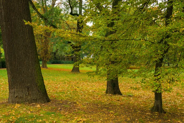 Sarı sonbahar yapraklarıyla dolu küçük şehir parkı.