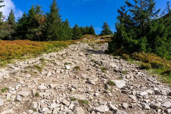 Patika, snieznik dağının zirvesine tırmanıyor.