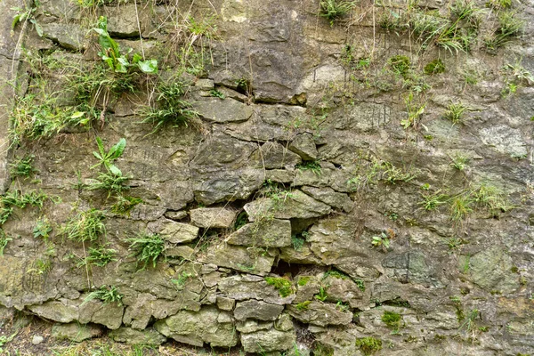 Vieilles Briques Forteresse Avec Des Plantes Croissance — Photo