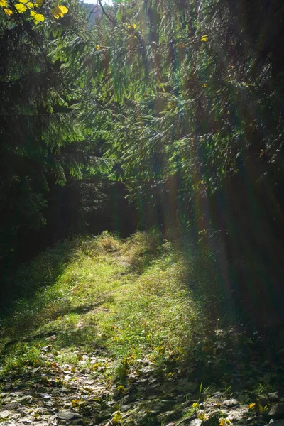 Çimlerle ve ağaçlarla dolu yeşil bir orman geçidi.