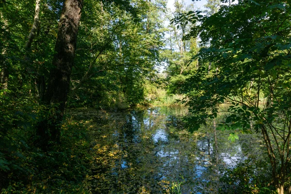 Vue Sur Étang Sale Marais Envahi Verdure Herbe — Photo