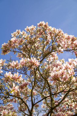 Büyük bir parkta, mavi gökyüzünün arka planına karşı güzel, çiçek açan pembe manolya manolyası.